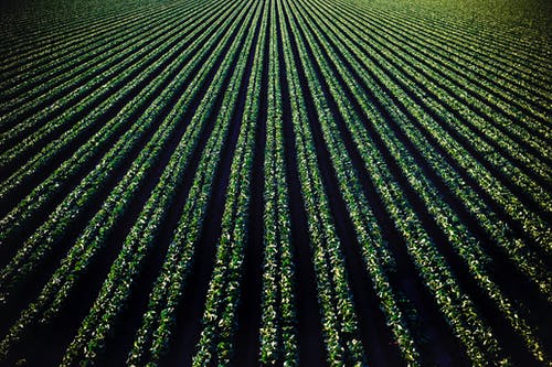 Organic Fertilizers: The Advantages