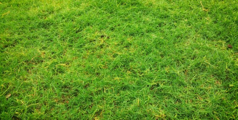 Sustainable Turf Care: Bring Back Your Dying Lawn to Life with These 7 Steps