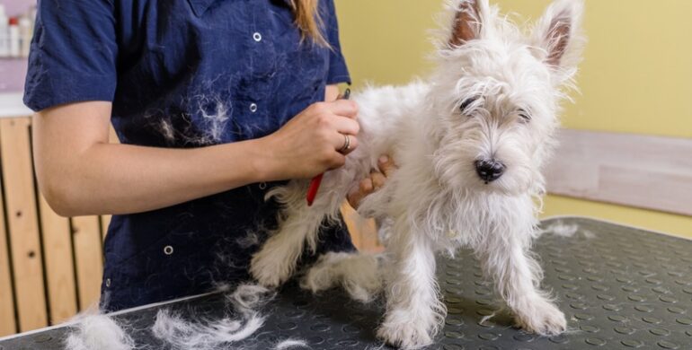 Who Can Groom Dogs with Sensitive Skin?